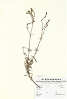 藏品(蠅子草)的圖片
